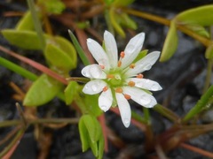 Stellaria humifusa