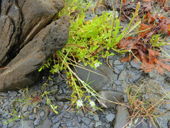 Stellaria humifusa