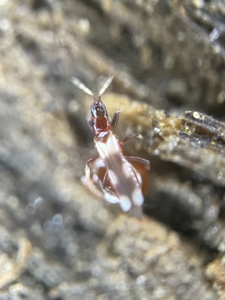 Thrips