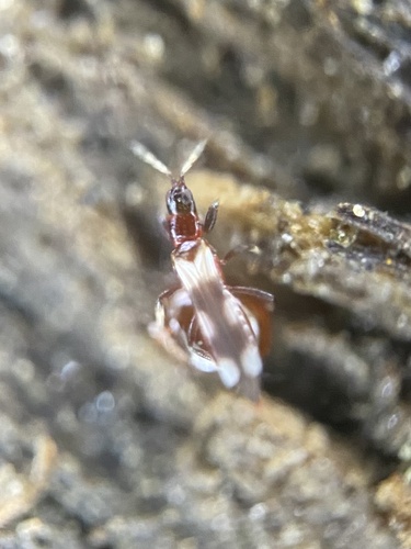 Thrips