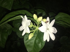 Jasminum sambac