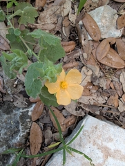 Abutilon wrightii, photograph (c) Noland Martin, some rights reserved (CC BY)