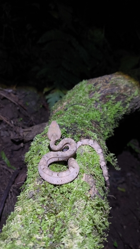Craspedocephalus puniceus, 2026-06-13