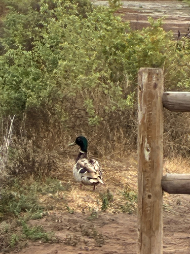Mallard