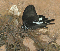 Papilio nephelus chaon