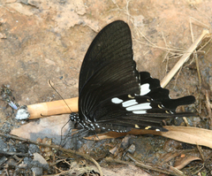 Papilio nephelus chaon