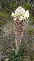 Puya trianae