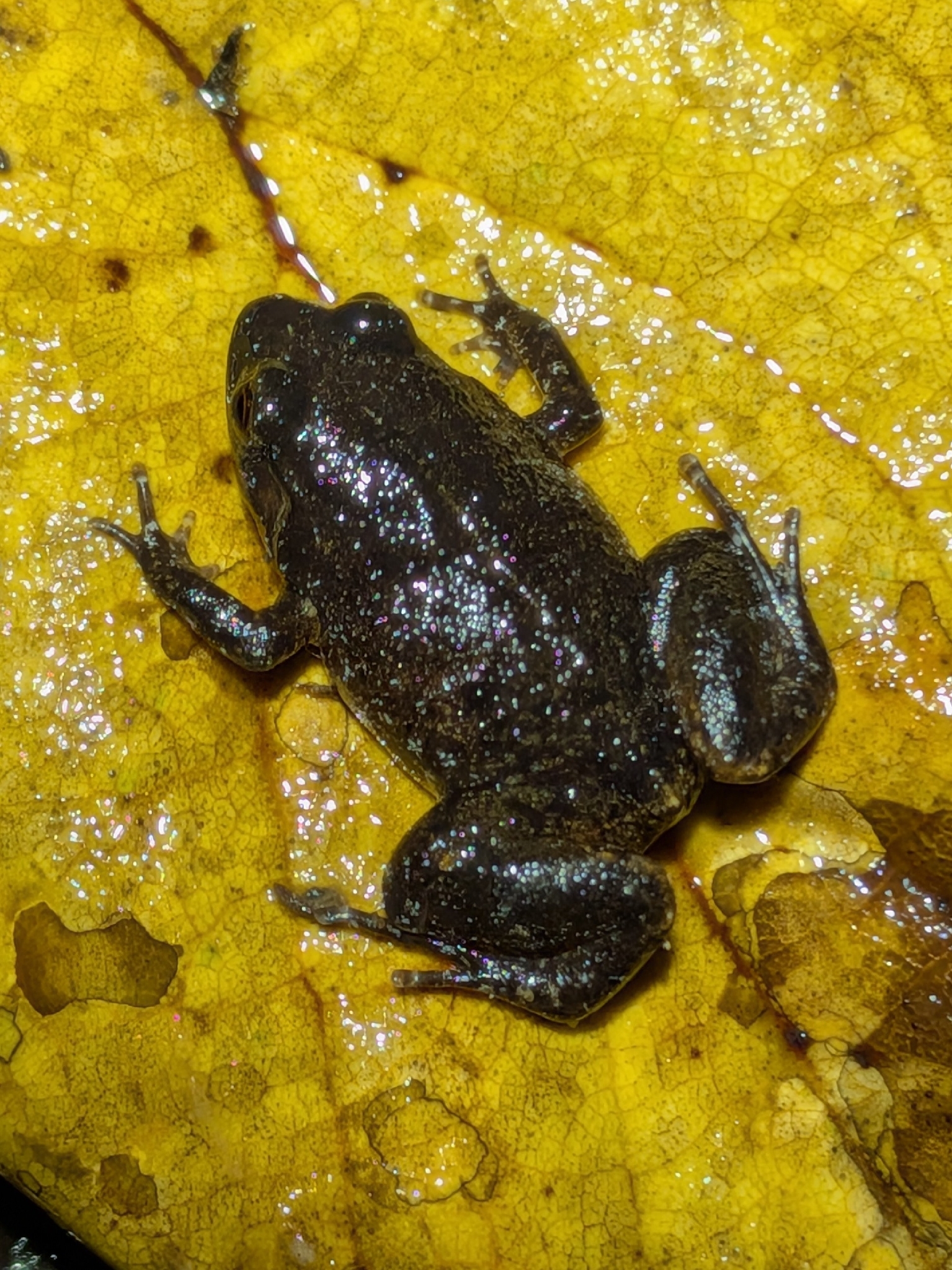 Austrochaperina beehleri