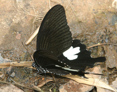 Papilio nephelus chaon