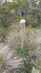 Puya trianae