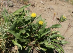 Pyrrocoma carthamoides cusickii