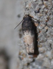 Epiblema desertana