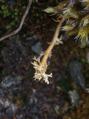 Sphaerophorus globosus