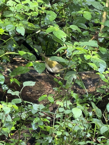 iNaturalist image
