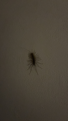 House Centipede