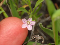 Convolvulus simulans