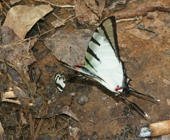 Graphium agetes