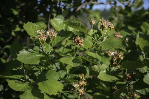 Crataegus ideae