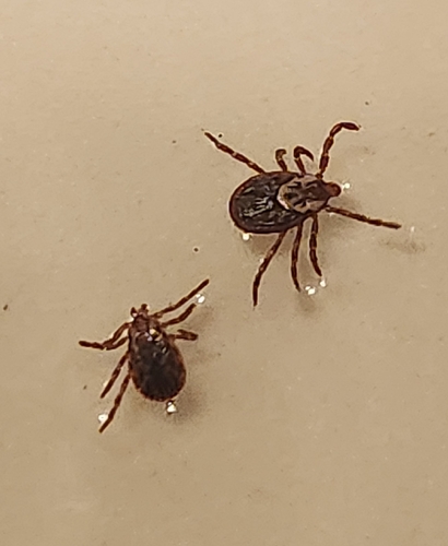 American Dog Tick