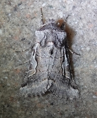 Stretchia plusiaeformis