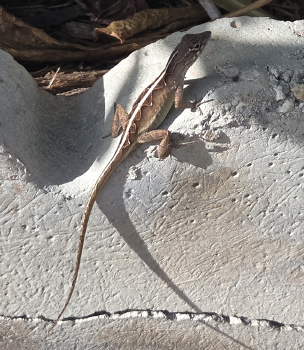 Brown Anole
