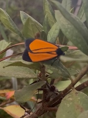 Paratype univitta