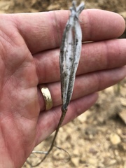 Calochortus fimbriatus