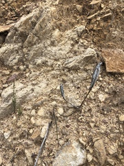 Calochortus fimbriatus