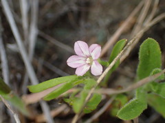 Convolvulus simulans