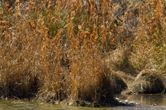 Andropogon glomeratus