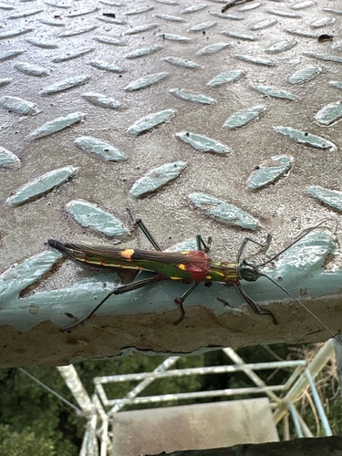 Damasippus hahneli