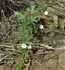 Ipomoea coptica image