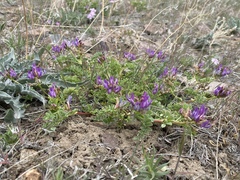 Astragalus iodanthus