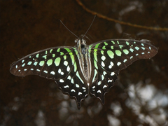 Graphium agamemnon agamemnon