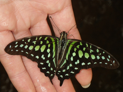 Graphium agamemnon agamemnon