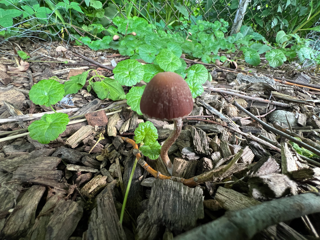Maroon Brittlestem