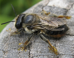 Megachile frigida