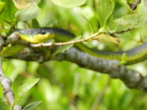 Dendrelaphis punctulatus