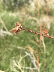 Glycyrrhiza lepidota