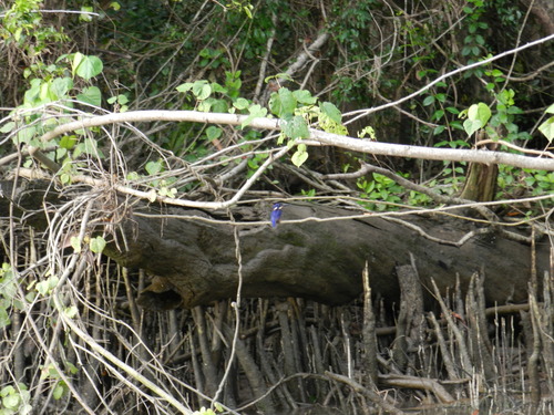 Ceyx azureus
