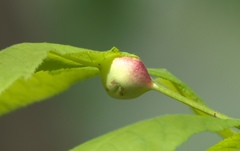 Phylloxera caryaecaulis