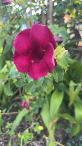 Allamanda blanchetii, 2026-06-13