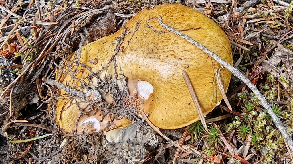 Short-stalked Suillus · June 2026 · photo: Photo: no rights reserved · iNaturalist