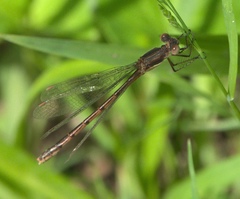 Lestes australis