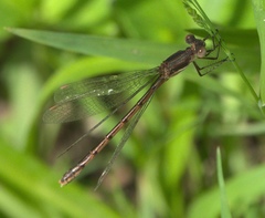 Lestes australis