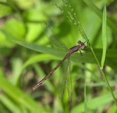Lestes australis