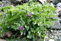 Physochlaina physaloides