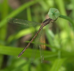 Lestes australis