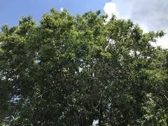 Citharexylum donnell-smithii