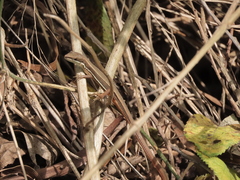 Takydromus formosanus